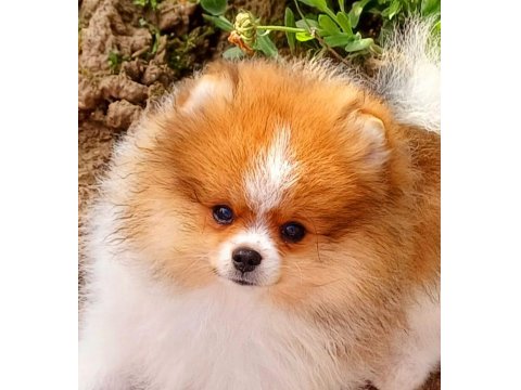 Muhteşem Ve Nadir Renkli Pomeranian