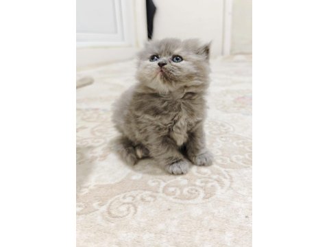 British Shorthair Blue Kedimiz