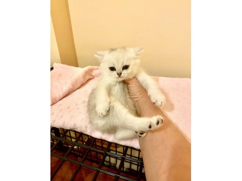 Yakışıklı Mavi Gözlü Minnak British Shorthair