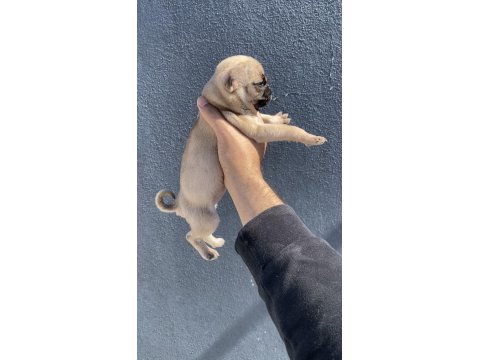 Pug Mops Yavrularımız Sıfır Burun Gül Kuyruk