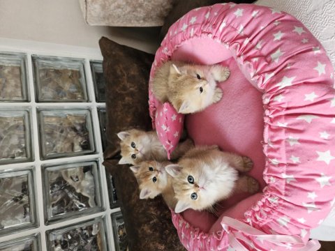 Golden British Shorthair Yavrular