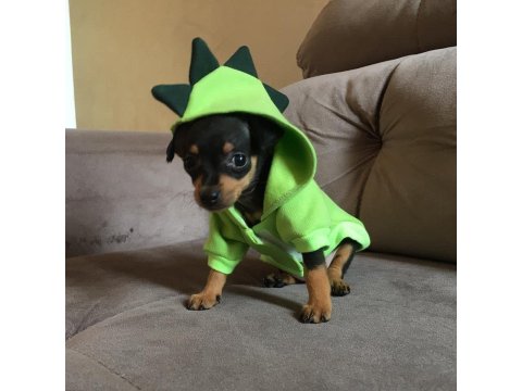 Minyatür Pinscher Yavruları