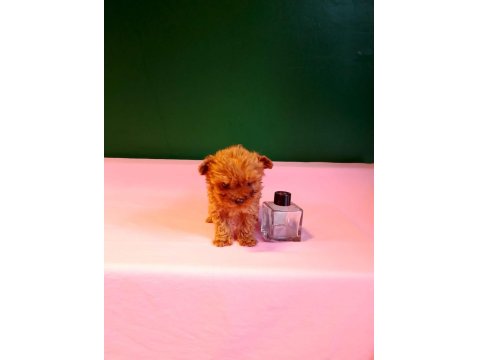 Lekesiz Teacup Poodle Yavrularımız