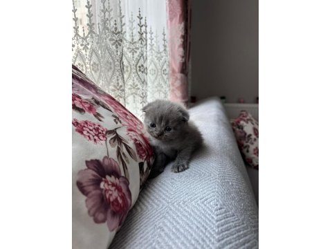 Scottish Fold Yavru