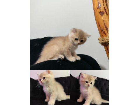 British Longhair Prensese Yuva Arıyoruz