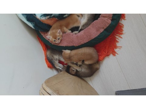 İnanılmaz Tatlı Exotic Shorthair Yavruları