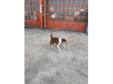 Köpeğimiz Jesy Yeni Yuvasını Ve Oyun Arkadaşını Arıyor!