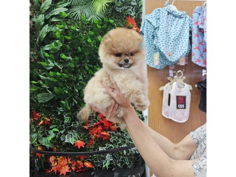 Pomeranian Boo Yavru Köpekler