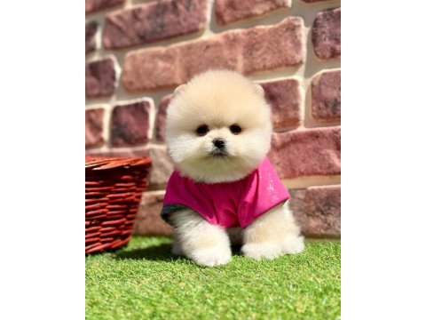 Safkan Pomeranian Boo Yavrularımız
