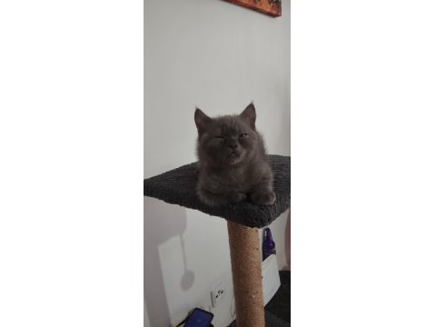 5 Aylık Teslime Hazır Erkek Yavru Kediler