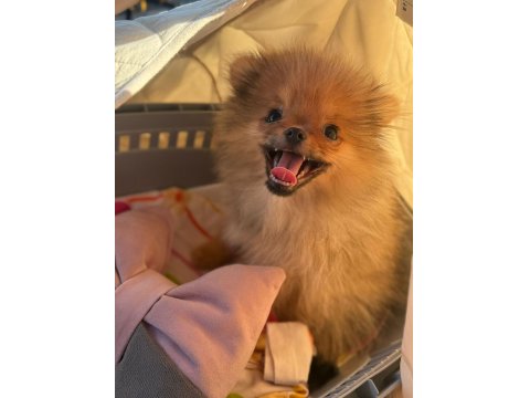 4 Aylık Aşıları Tam Pomeranian