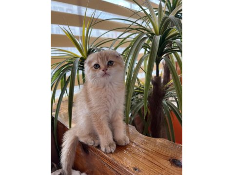 Golden Black Ny12 Kardeş Kediler Teslime Hazır