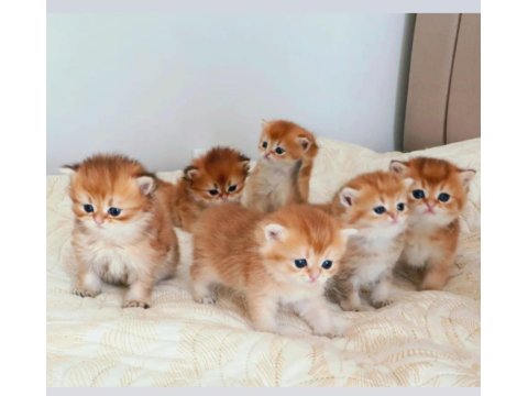 Emsalsiz British Longhair Ny11