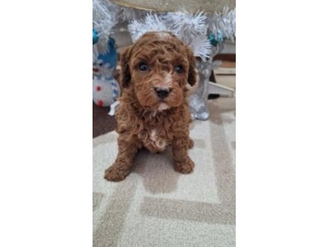 Toy Poodle Yavru Köpeklerimiz İçin Ulaşın