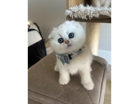 Scottish Şirinlik Silver Shorthair Yavrumuz