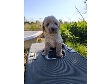 Yeni Yuvaya Hazır 5 Erkek Maltipoo Yavrumuz