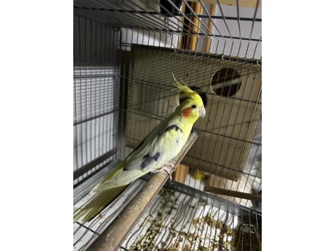 Erkek Sultan Papağanları