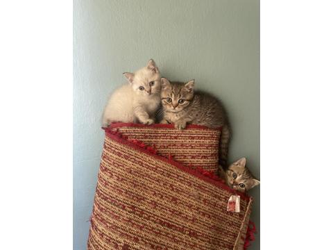 British Golden British Shorthair Yavrular