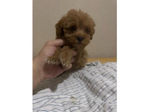 Sevimli Maltipoo Minik Köpekler