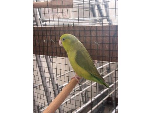 Dişi Yaşında Forpus Papağanı