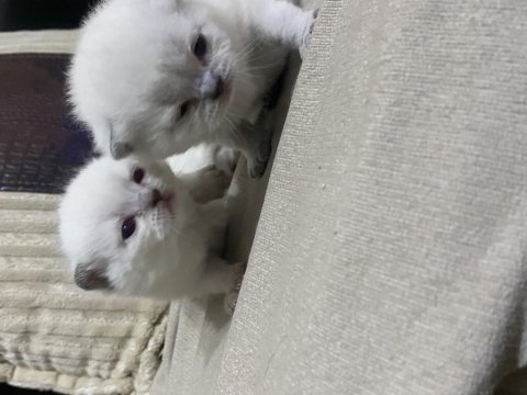 Scottish Fold Evinizin Neşesi Olsun