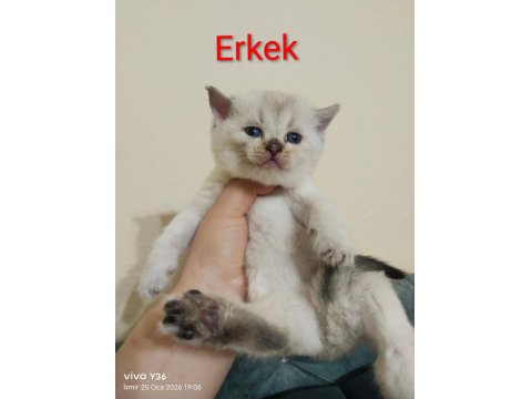 Rezerveye Açık Scottish Fold Yavrularımız