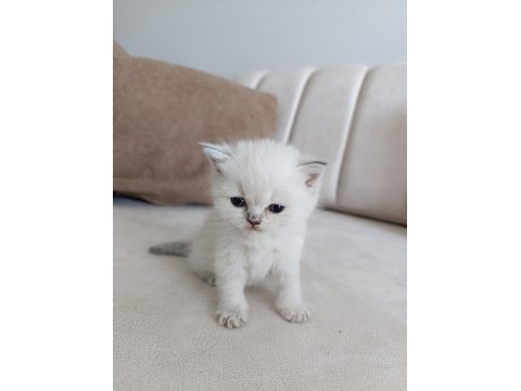 British Shorthair Yavrular