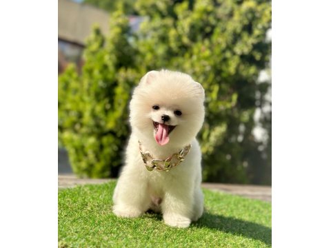 Sevimli Pomeranian Boo Köpeği Yavrular