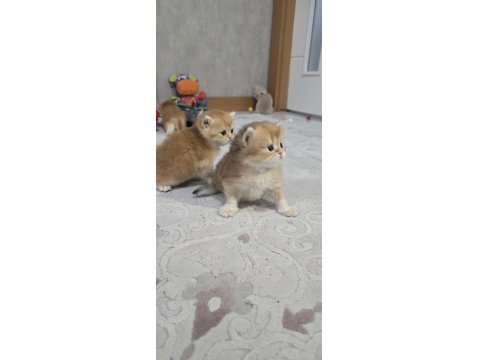 British Shorthair Golden Yavrular Şecereli Üst Kalite