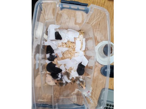 Hazır Hamster Paketi 1