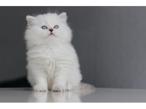 Full Şecereli Babadan Teslime Hazır Erkek British Longhair