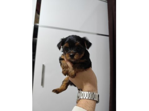 3 Mart Doğumlu Yorkie Yavrularımız Yuvasını Arıyor