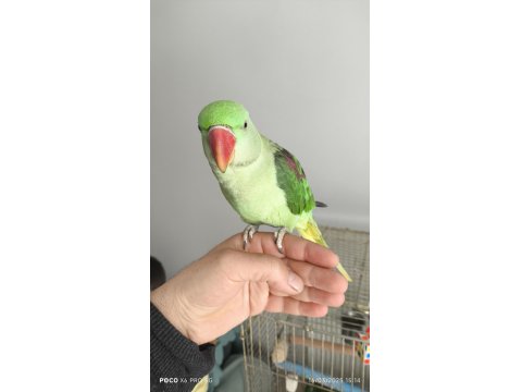 Alexander Papağanımız Coco