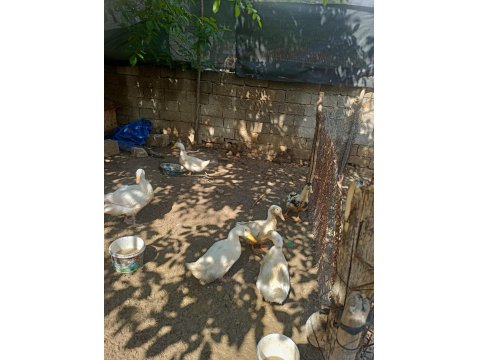 Yetişkin Kars Kazı