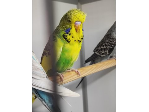 Mutasyon Vasıflı Show Jumbo Yavrular