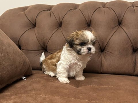 Shih Tzu Yavru Köpekler