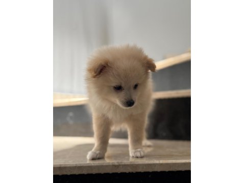 Pomeranian Spitz Sevimli Dost