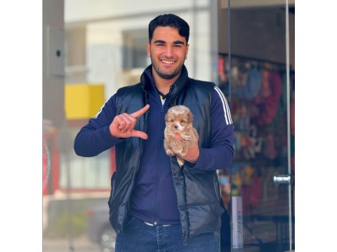 Maltipoo Yavru Irk Ve Sağlık Garanti