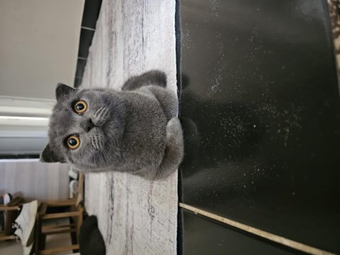 6 Aylık Safkan Scottish Fold Evde Üretim