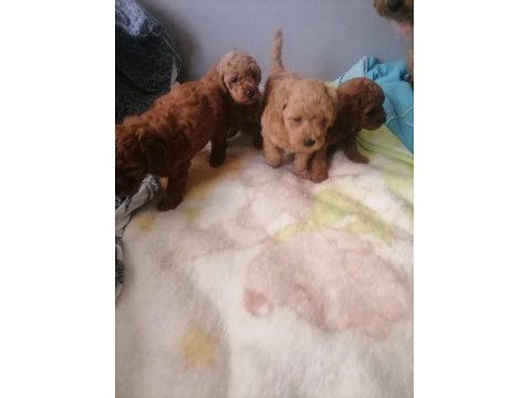 Teacup Küçük Boy Poodle Bebeklerim