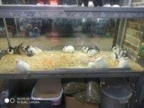 Yavru Tavşanlarımız Sağlık Ve Irk Garantilidir