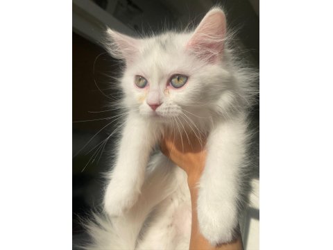 Dişi Kedim Mia Kızıma Yuva