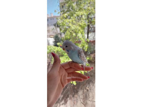 Öğretmenden Evde Beslenen Yavru Muhabbet Kuşları