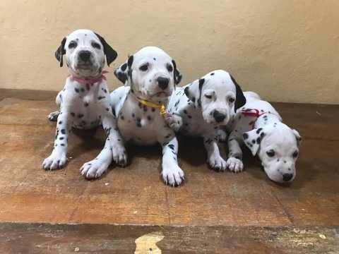 Dalmaçyalı Yavruları