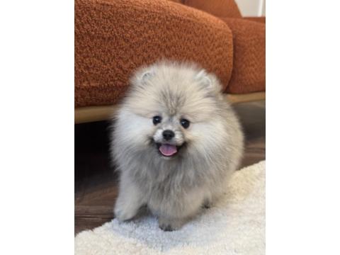 Gülen Yüz Üst Düzey Dişi Pomeranian