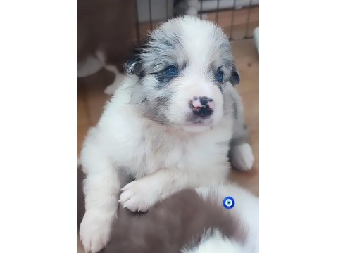 Çok Kaliteli Border Collie Yavruları İstanbul