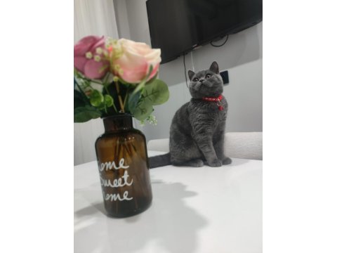British Shorthair Çok Akıllı Kedimiz