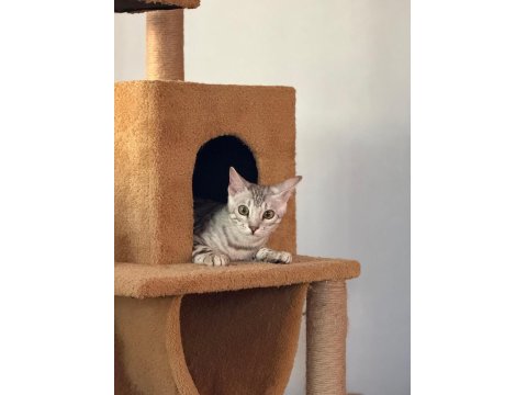 Gümüş Bengal Erkek 10 Aylık Sağlıklı Ve Uysal