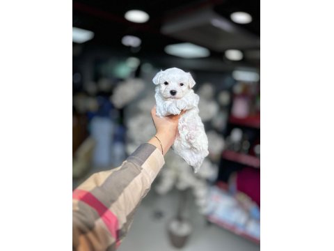Kar Beyaz Maltese Terrier