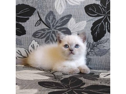 Birbirinden Sevimli British Shorthair Yavruları